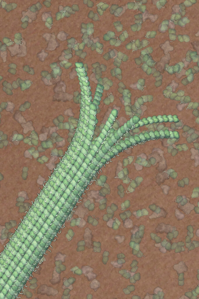 A render of a microtubule (3D rendering)