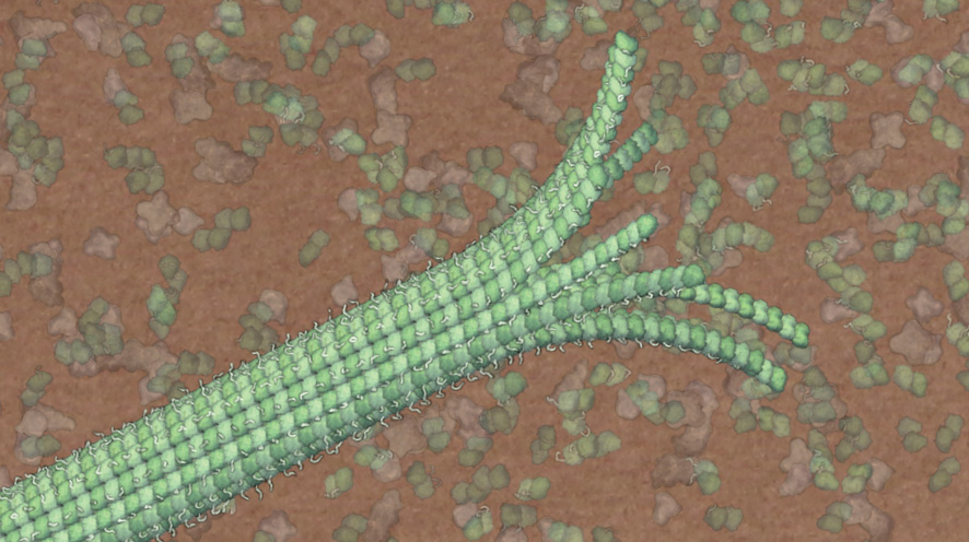 A render of a microtubule (3D rendering)