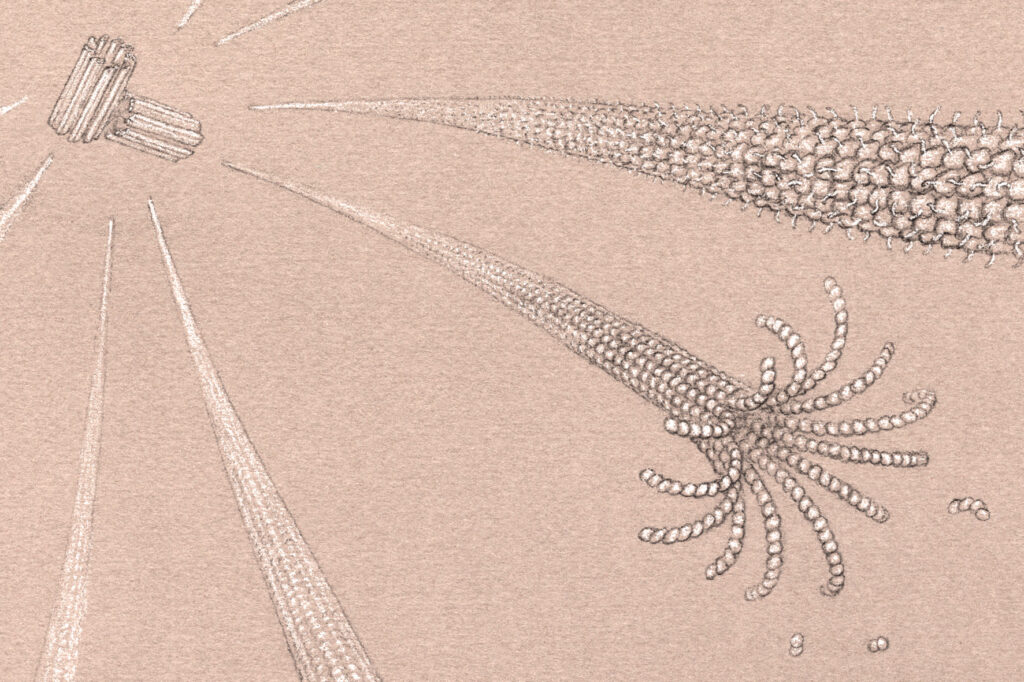 Drawing of Centrosome and Microtubules